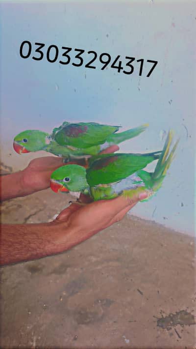 raw baby parrot birds for sale