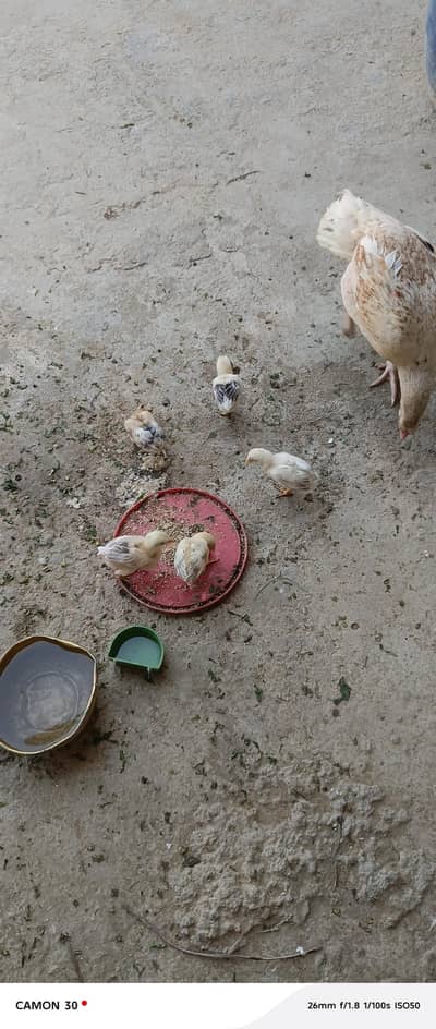 aseel hen with 6 chicks of 1 month
