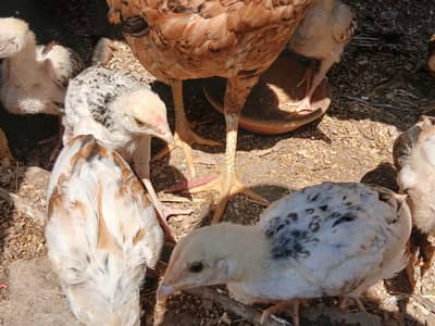 Mian Aseel Chicks