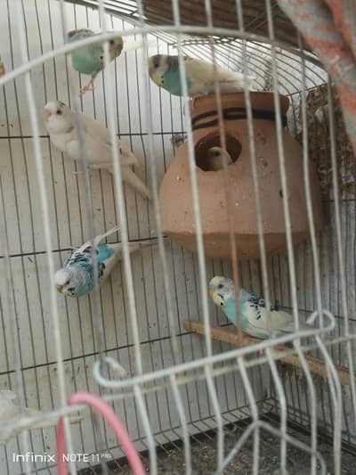 03032145584 Benutiful & Healthy Australian Parrots (Budgies) for Sale