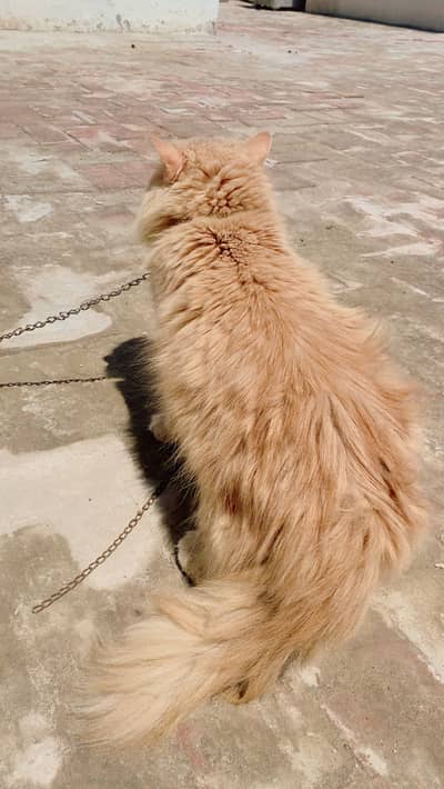 Persian male cat for sale golden colour
