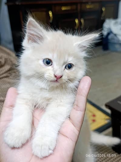 Cat for sale. . . . persian