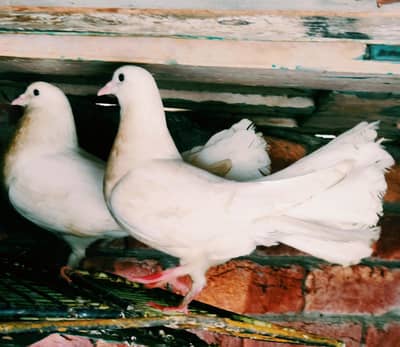 pure white laky pegions breding pairs for sale.