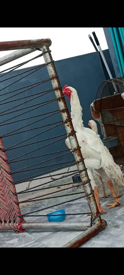 pure aseel shamo pair for sale