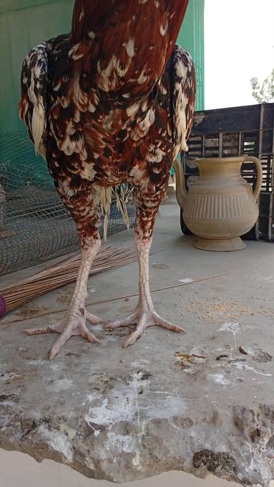 aseel mianwali Sindhi cross murghy