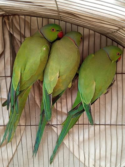 ring nek 3 male good active 0345.2574186