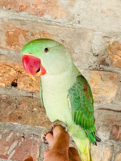 kashmiri Raw hand tame