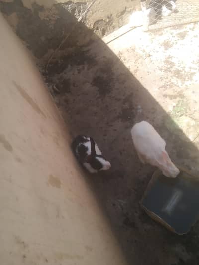 Rabbit breeder male and females