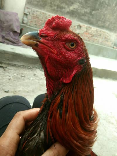 Aseel Thai vait cross murgha +murghi