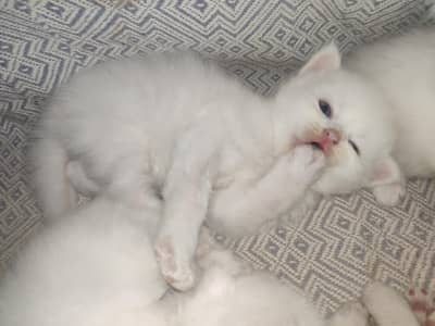 Male persian kitten