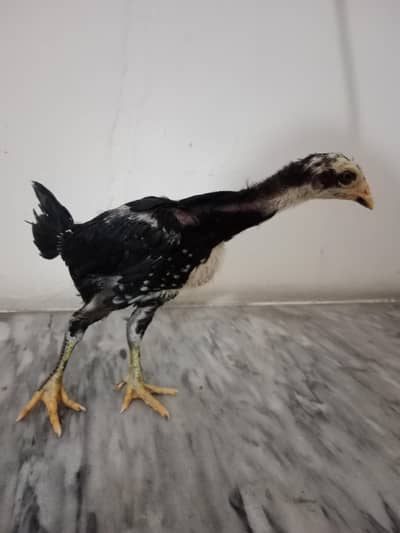 Aseel Imported Chicks F1  Breed