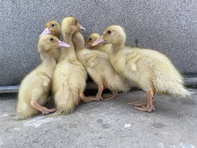 Ducks