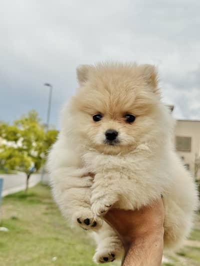 Pomeranian Super Cute & Playful cute puppy top quality