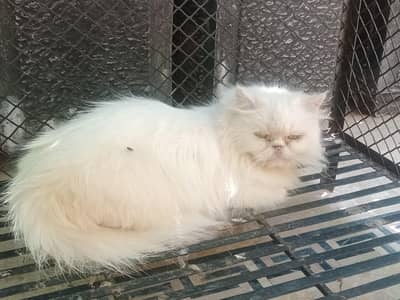 2- females breeders cats punch& extreme punch for sale
