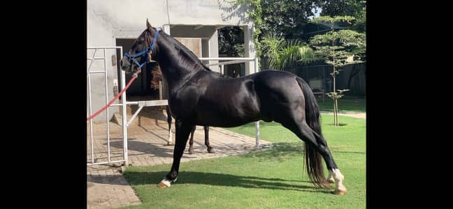 Good game and breeder horse