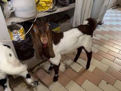 Cross Breed Goat Kids