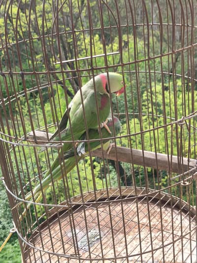 Raw parrot for sale