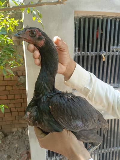 Burmi pakoye Pathian