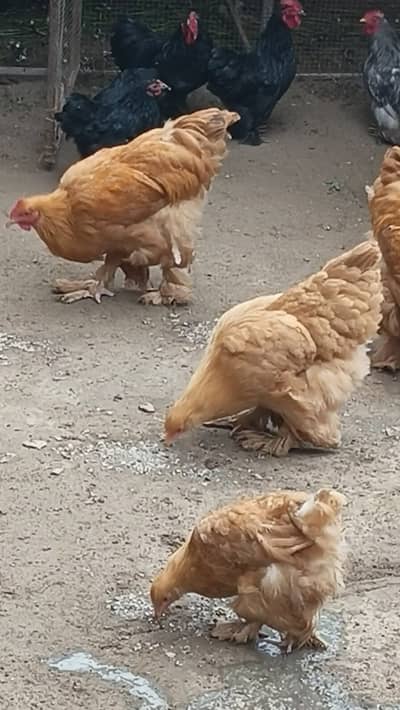 بف براہمہ مرغیاں برائے فروخت ہیں۔۔ جوڑا 11ہزار کا۔