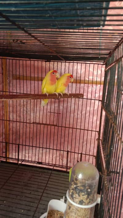 Common lutino lovebird breeder pair
