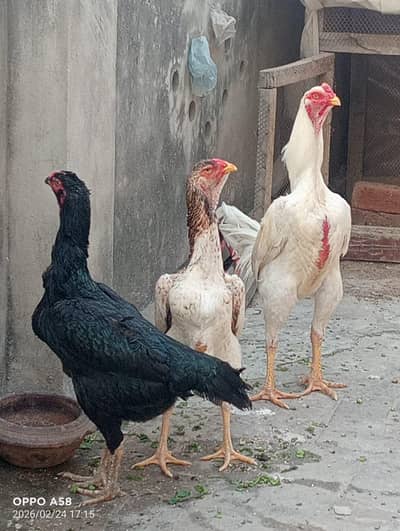 pure jurman shamo trio set eggs laying breader pair urgent sale