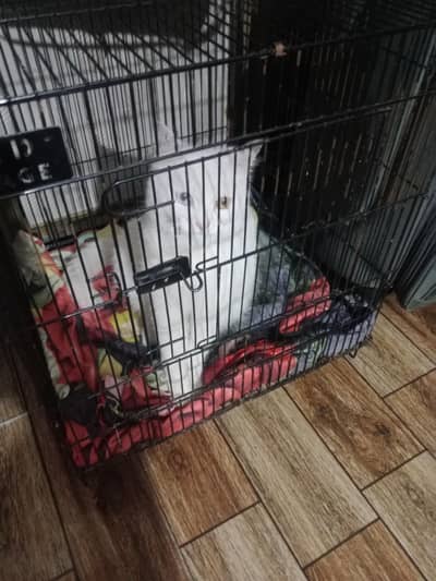 American with odd eyes