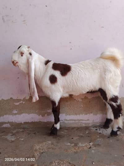 1 female baki mele pase walii female