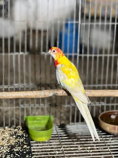 Lutino Rosella Breeder Female