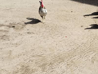 Hen Desi Egg lying  For Sale