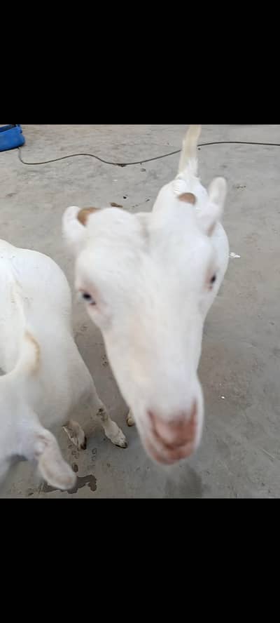 male female gulabi white eyes