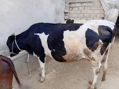 cow for sale