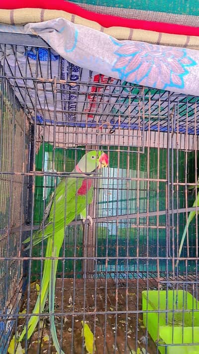 Full Adult Pair Raw Parrot Ready For Breading Urgent For sale