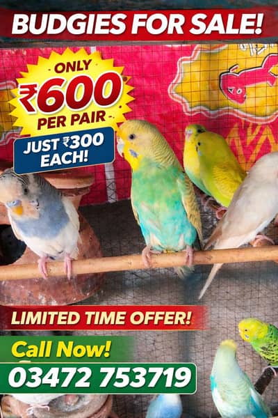 Bugies Breeding pairs available