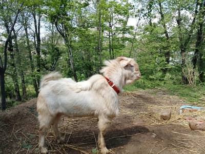 teddy bakra fill gulabi white eyes