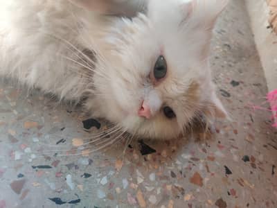 Beautiful White Blue-Eyed Persian Cat