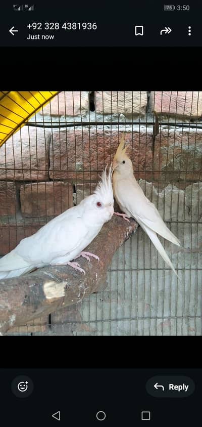 Eno red eye cocktail ready to breed female availableREAD DESCRIPTION.