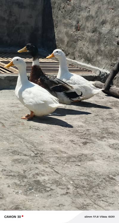 Ducks forsale