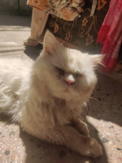Beautiful White Blue-Eyed Persian cat Male for Sale