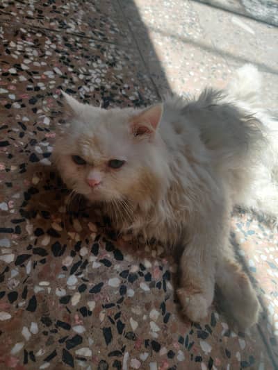 Beautiful White Blue-Eyed Persian cat Male for Sale