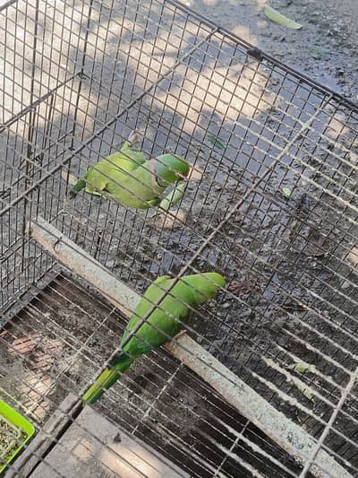 Breeder pair for sale