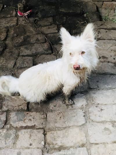 Poodle female urgent for sale