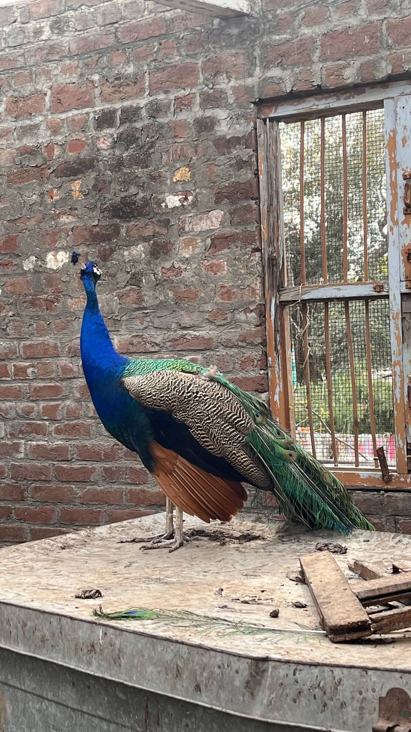 Peacocks 2