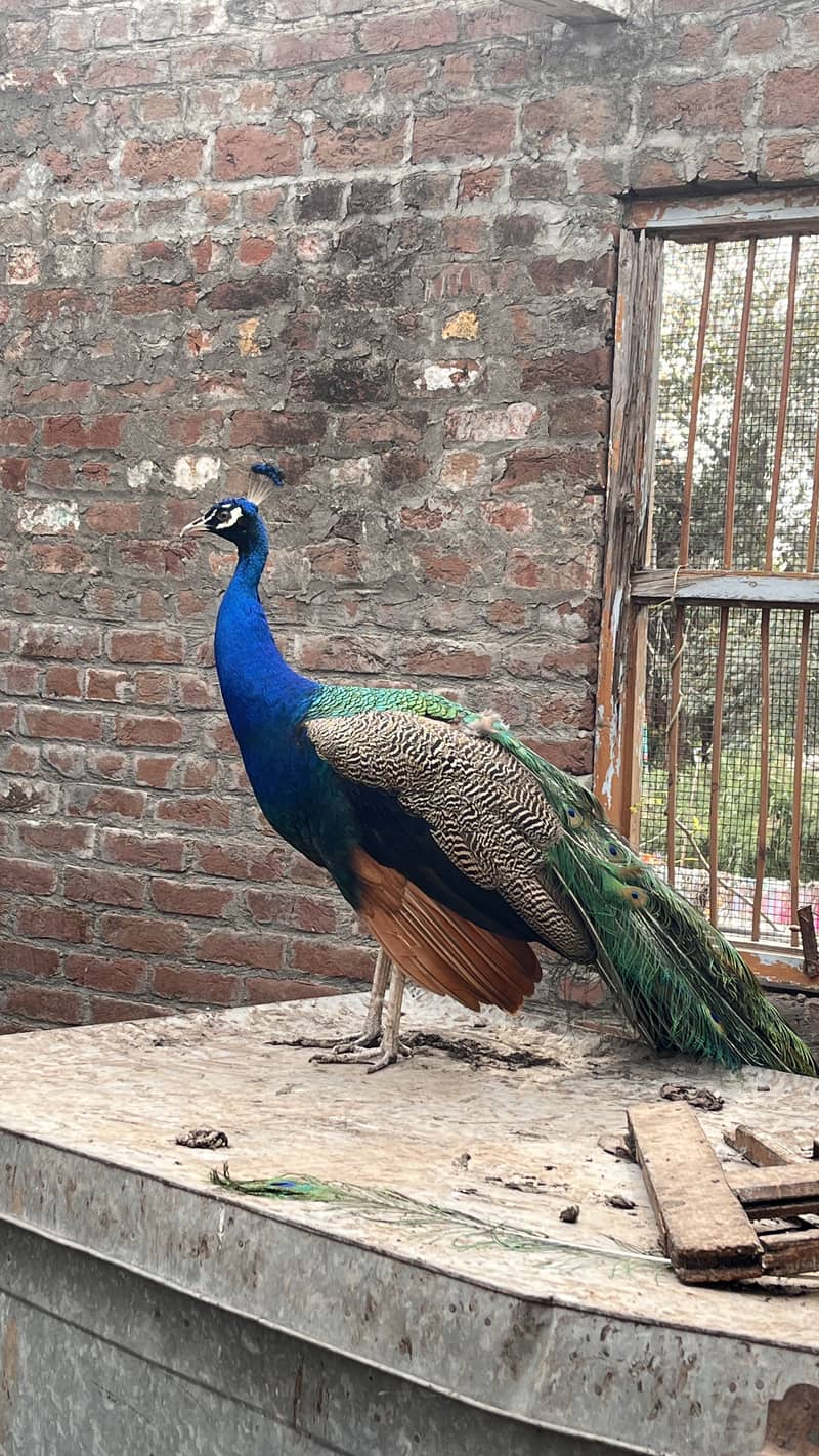 Peacocks 3