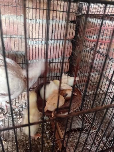 Hera aseel cheks 03244381708