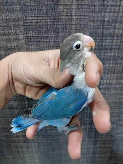 Fisher lovebird albino parblue