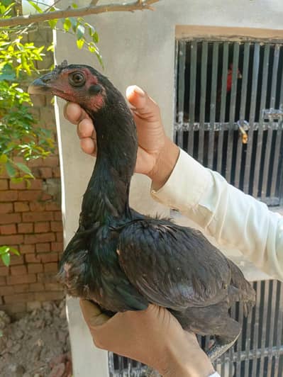 Burmi pakoye pathian