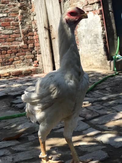 king shamo femail available for sale healthy and active