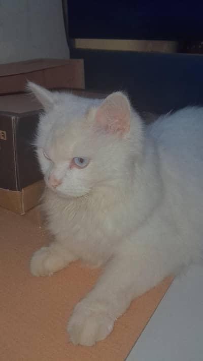 beautifull doll face Persian 9 monts old  