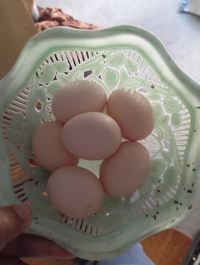 Asseel egg for sale