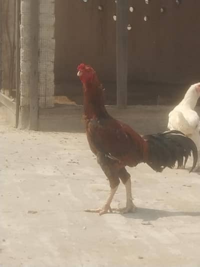 0.3. 4.0.3.8. 7.9. 3.5. 1